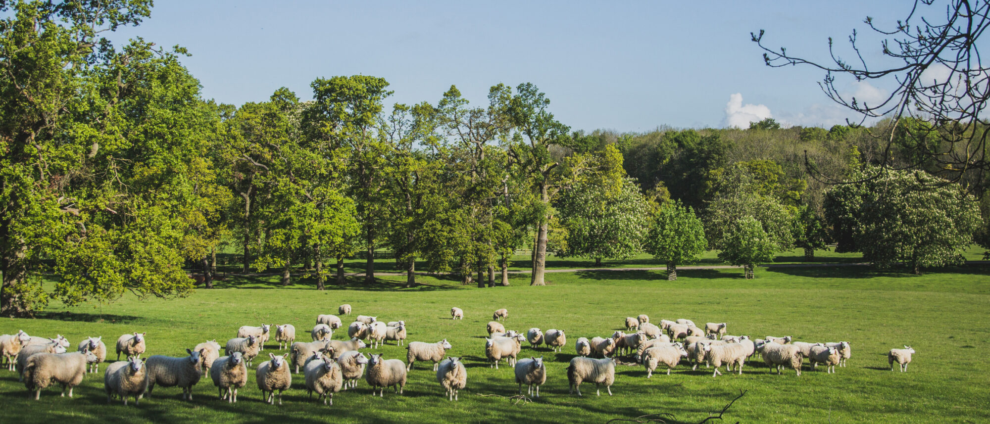 Sheep